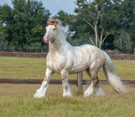 Adult male Gypsy Vanner horse stallion trots in grass field