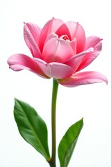 Naklejka premium Delicate flower petals unfolding on a pure white background, flowers, nature, greenery