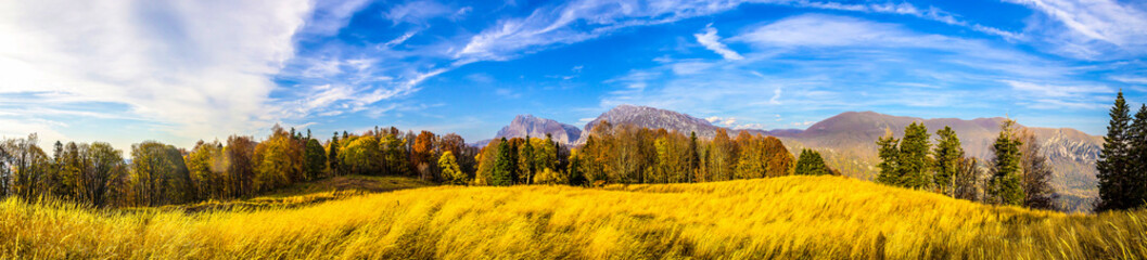 Field of wheat panoramic landscape