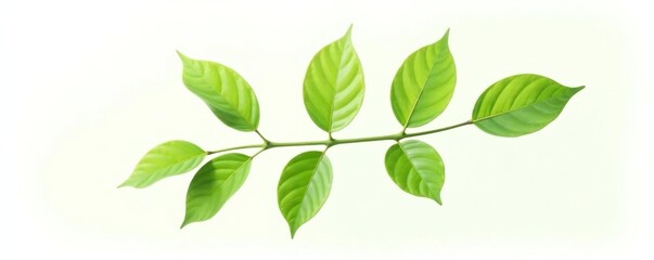 Fototapeta premium Single branch with leaves isolated on white background, abstract, leaf, photography