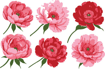 Watercolor Six Peonies, Pink and Red Flowers, Botanical Art, Floral Design, Isolated