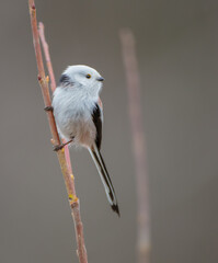 Long-tailed Tit in the forest on early spring