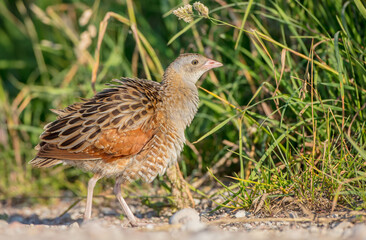 Corn crake - male bird at a meadow in the beginning of the summer