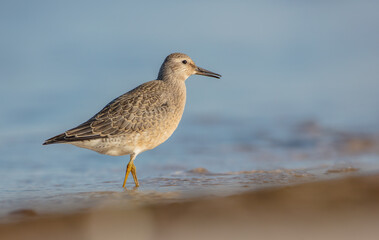 Red Knot - on the autumn migration way at a seashore