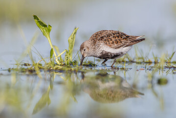 Dunlin - adult bird at a wetland on the spring migration 