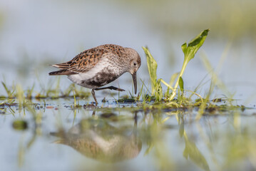 Dunlin - adult bird at a wetland on the spring migration 