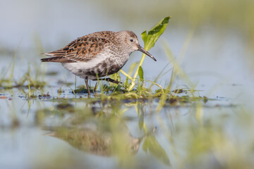 Dunlin - adult bird at a wetland on the spring migration 