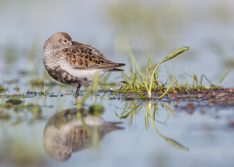 Dunlin - adult bird at a wetland on the spring migration 