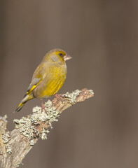 Fototapeta premium European Greenfinch in winter at a wetland