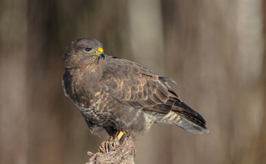 Common Buzzard in winter at a wet forest