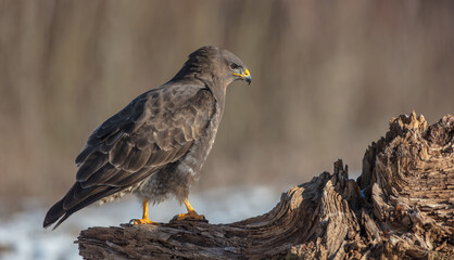 Common Buzzard in winter at a wet forest