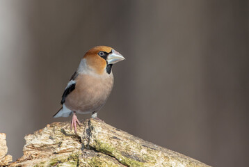 The hawfinch - male in winter at a wet forest