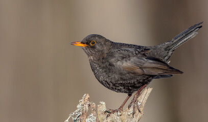 Common blackbird - adult male in winter at a wet forest