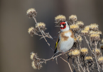 European Goldfinch  feeding in winter 