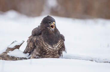 Common Buzzard in winter at a wet forest