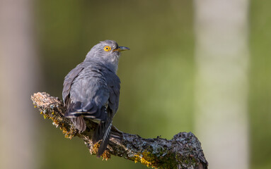 Common cuckoo - in spring at a wet forest