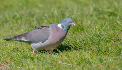 Common wood pigeon - in a city park in spring 