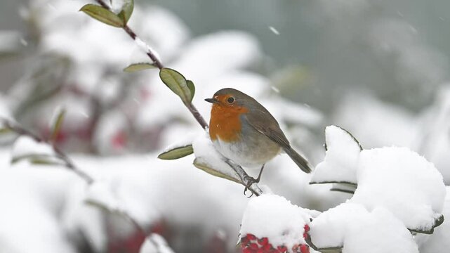 Robin standing under snow