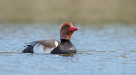 Red-crested pochard - male bird at a small pond in spring