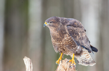 Common Buzzard in winter at a wet forest