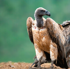 Portrait of an imperious white-backed vulture (Gyps africanus).
