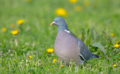 Obraz premium Common wood pigeon - in a city park in spring 