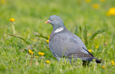 Common wood pigeon - in a city park in spring 