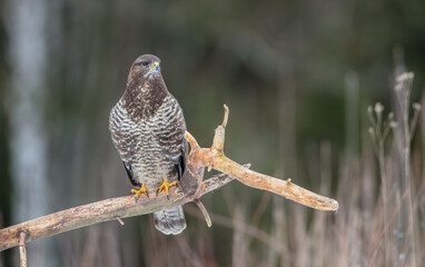 Common Buzzard in winter at a wet forest