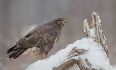 Common Buzzard in winter at a wet forest