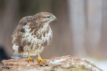 Common Buzzard in winter at a wet forest