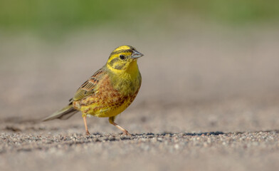 Yellowhammer  - male in summer