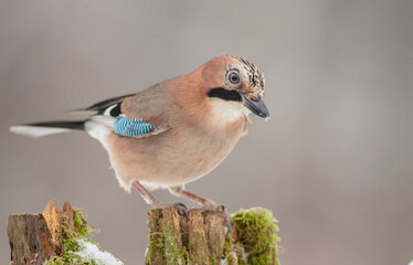 Eurasian Jay - in winter at the wet forest