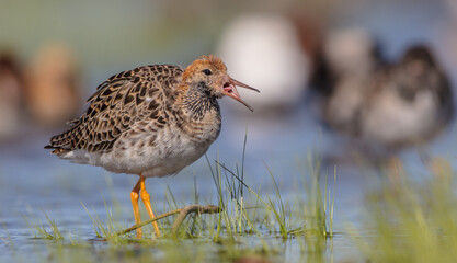 Ruff - male bird at a wetland on the mating season in spring