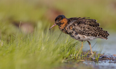 Ruff - male bird at a wetland on the mating season in spring