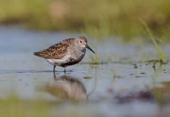 Dunlin - adult bird at a wetland on the spring migration 