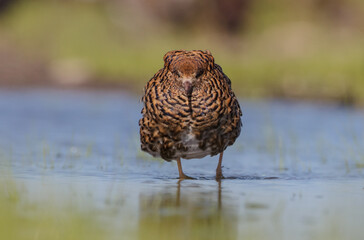 Ruff - male bird at a wetland on the mating season in spring