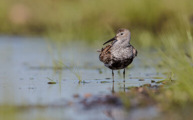 Dunlin - adult bird at a wetland on the spring migration 