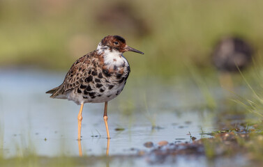 Ruff - male bird at a wetland on the mating season in spring