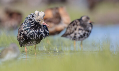 Ruff - male bird at a wetland on the mating season in spring