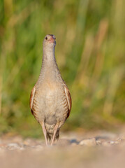 Corn crake - male bird at a meadow in the beginning of the summer