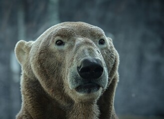 portrait of a polar bear, sosto zoo 