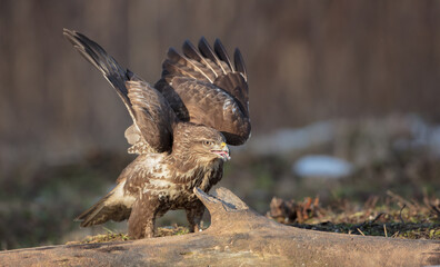 Common Buzzard in winter at a wet forest
