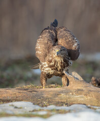 Common Buzzard in winter at a wet forest