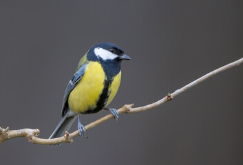 Fototapeta premium Great tit in spring at a wet forest