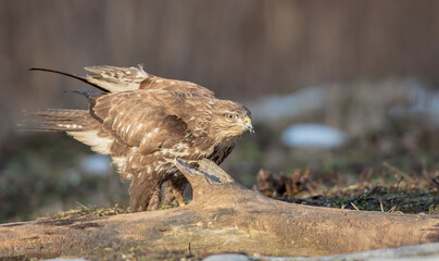 Common Buzzard in winter at a wet forest