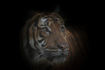 portrait of a Malayan tiger