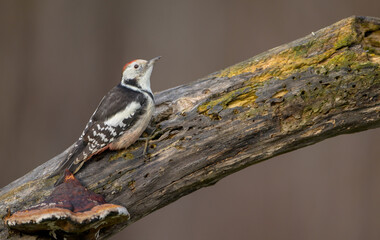 Middle Spotted Woodpecker - in the wet forest in winter