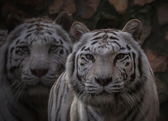white bengal tiger