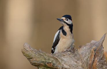 Great Spotted Woodpecker - female - in the wet forest in winter