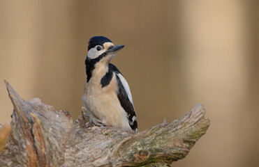 Great Spotted Woodpecker - female - in the wet forest in winter